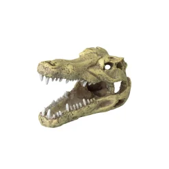 Europet Bernina Crâne de crocodile